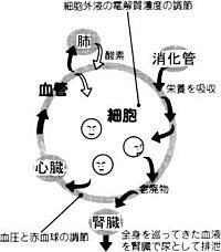 怖い腎臓病のしくみ