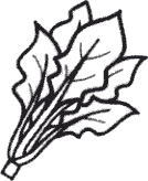 ほうれん草