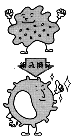 O遺伝子組み換え1