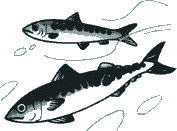 青身の魚