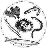魚類