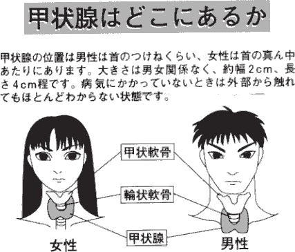 甲状腺はどこにあるの