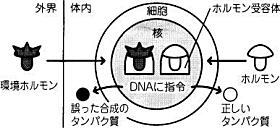 細胞、環境ホルモン