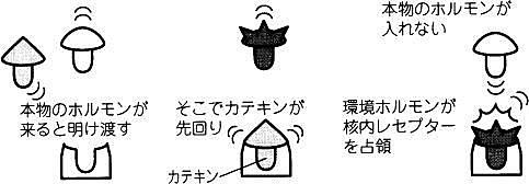 環境ホルモンから身を守る
